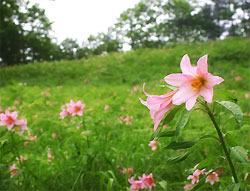 公園内にうす紅色のひめさゆりの花がきれいに咲いている写真