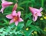 うす紅色のひめさゆりの花と一緒に黄色い花も咲いている写真