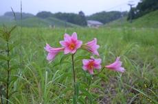 ひめさゆり 南郷スキー場