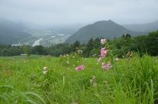 南郷スキー場ゲレンデに咲くひめさゆり