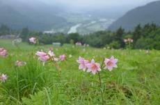 薄ピンク色のひめさゆりが咲いている南郷スキー場のゲレンデの奥に山々や街並みが見えている写真