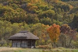 茅葺の小屋が建ち、後方には美しい紅葉の木々が立っている写真
