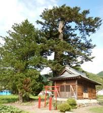 神社境内の前に赤い小さな鳥居があり、大きなモミの木が立っている写真