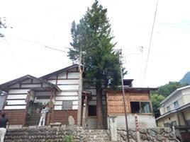 石段の上に三角屋根の建物が建ち、建物の間に大きな1本の木が立っている写真