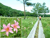 青々とした草木が茂り、ピンク色した花が咲いている写真