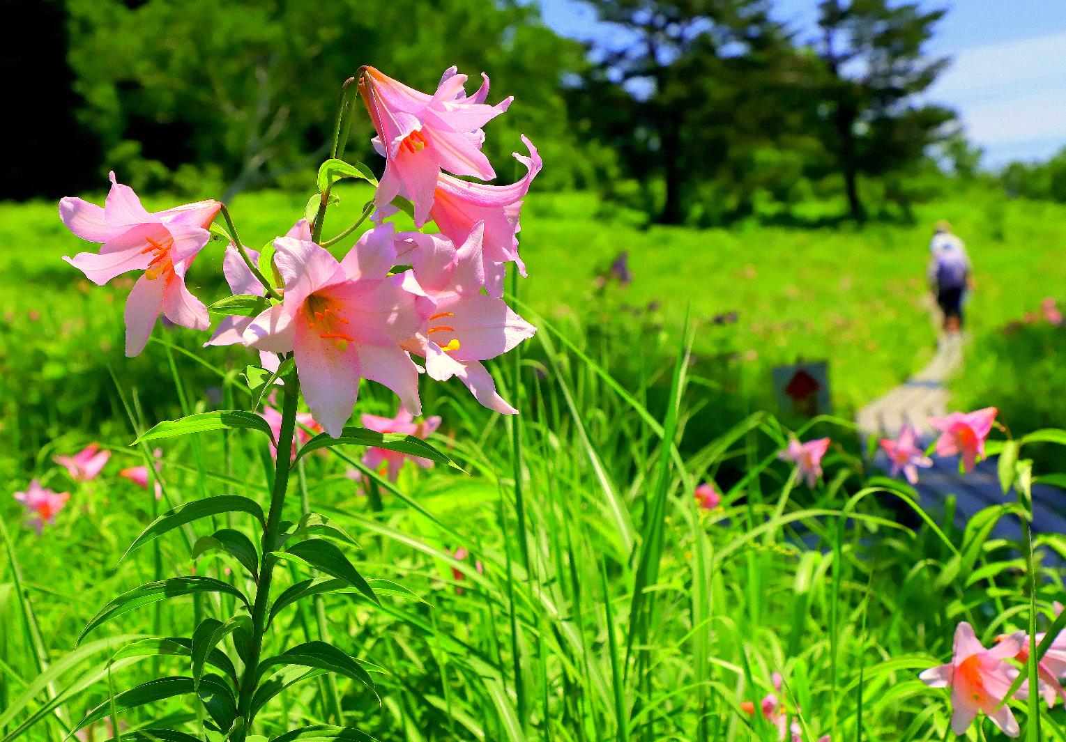 グランプリ_佳作_ひめさゆりの小路_高清水自然公園_矢作誠