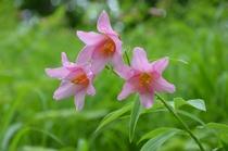 3本のひめさゆりの花の写真