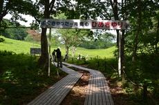 樹木の生い茂った高清水自然公園ひめさゆり群生地の入口に「よぐきゃったー南郷のひめさゆり」の看板があり、木道を歩く人たちの写真