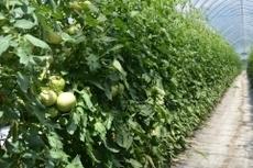 ビニールハウス内で栽培されている緑色のトマトがなったトマト圃場の写真