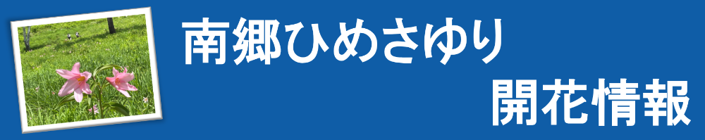 ひめさゆり開花情報