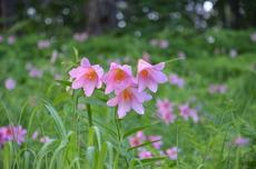 薄ピンク色のひめさゆりの花が優しく咲いている写真