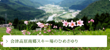 会津高原南郷スキー場に咲いているひめさゆり