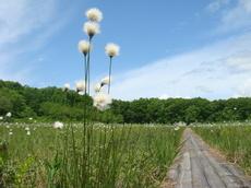 白い綿の様な花(ワタスゲ)が湿原に咲いている写真