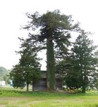 木造づくりの建物の周りに大きなモミの木が立っている写真