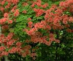 青々とした葉をつけ、枝先に赤色や朱赤色の花を咲かせているヤマツツジの写真