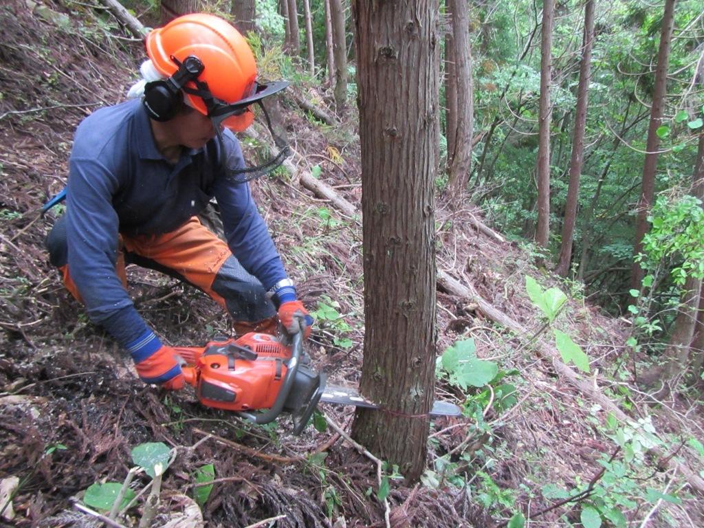 オレンジ色のヘルメットを被った男性が山の斜面でチェンソーを持って木を伐採している写真