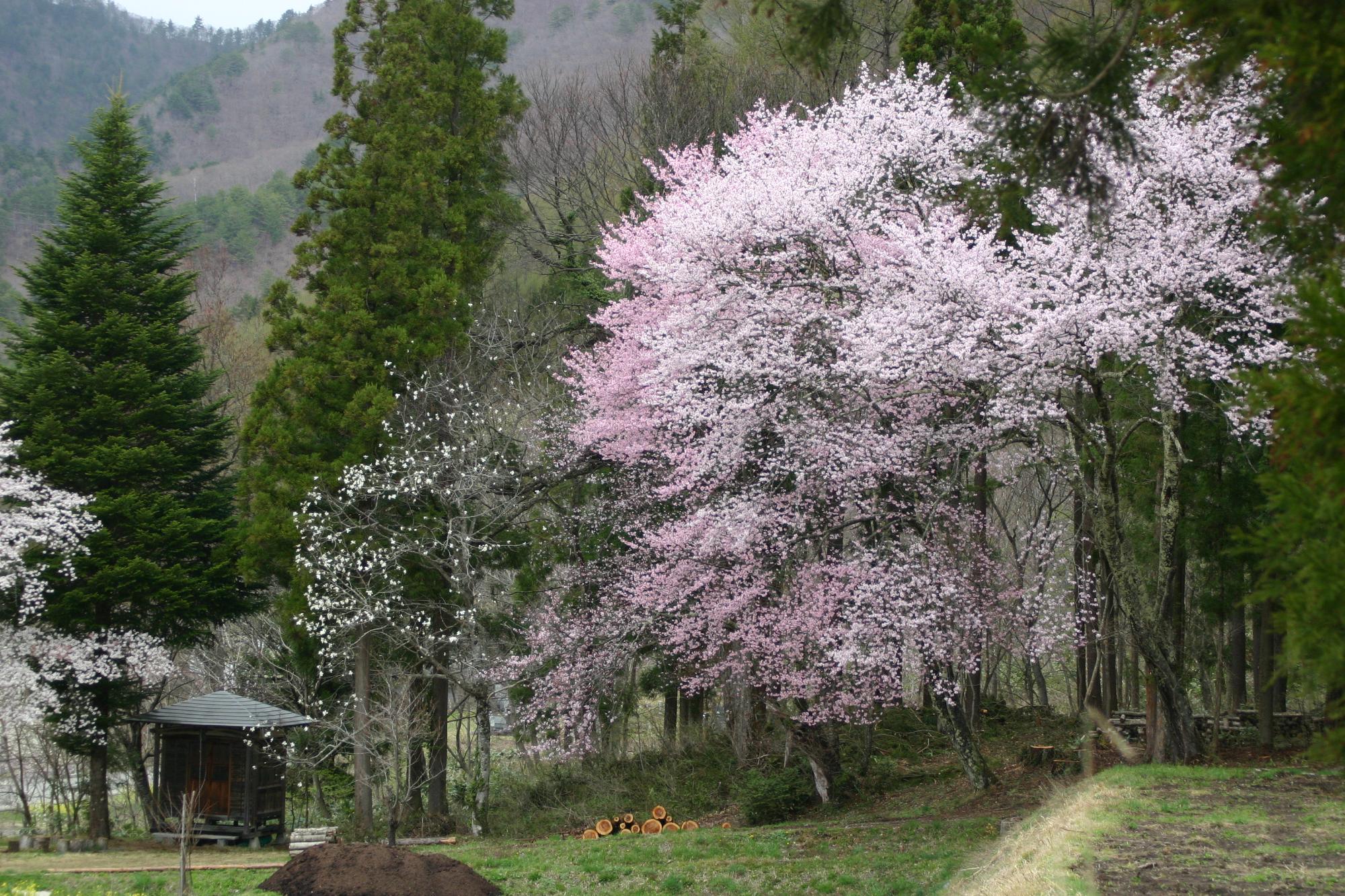 ヤマザクラ