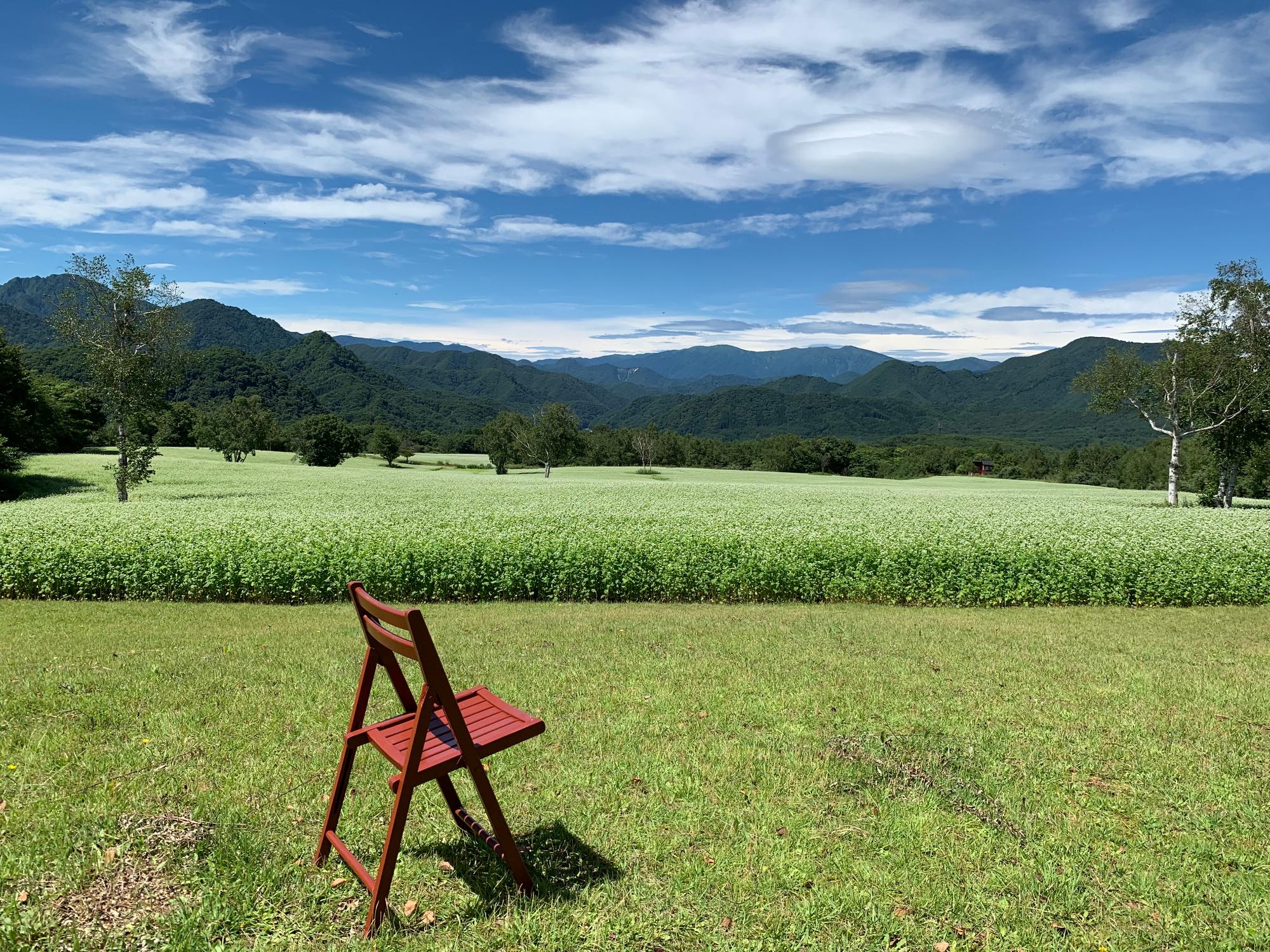 たかつえそば畑 椅子のある景色